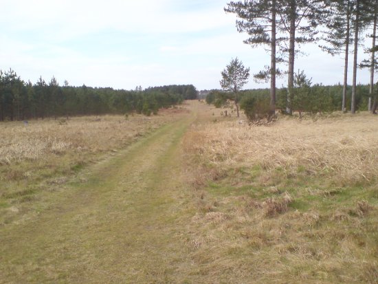 View across The King's Forest