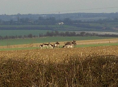 Deer seen near Chrishall