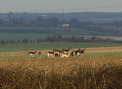 Deer seen near Chrishall